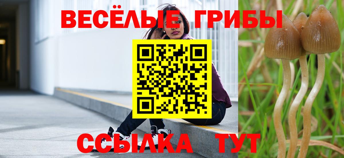 Псилоцибиновые грибы Cubensis  Вход с VPN  Бийск 